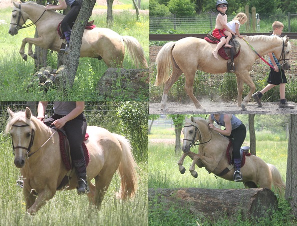  Lesson Pony for sale 